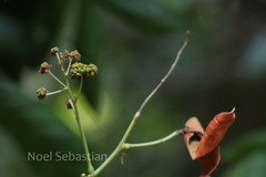 Archidendron monadelphum var. gracile